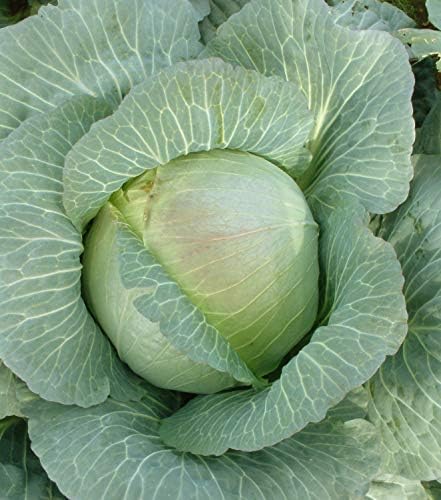 Seeds Vegetable Cabbage Winter Green - 100 Seeds