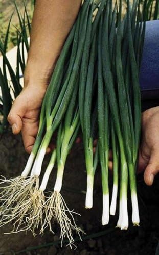 Onion Bunching Tokyo Long White Great Heirloom Vegetable by Seed Kingdom (400 Seeds)