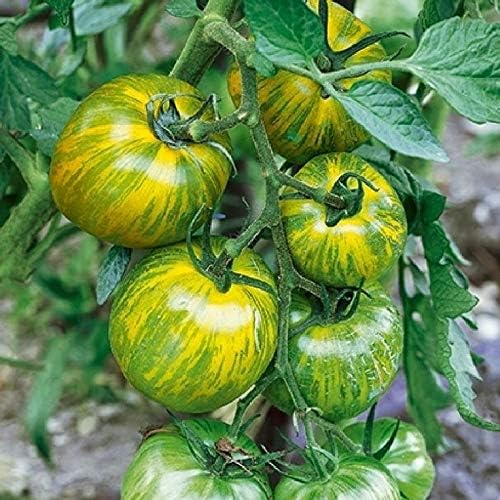 KIRA SEEDS - Seeds Green Zebra Tomato - Heirloom Vegetable - GMO Free