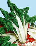 Swiss Chard FordHook Giant Garden Heirloom Vegetable by Seeds Kingdom 1/4 Lb Seeds