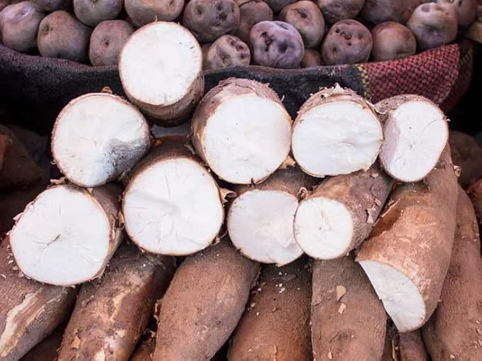 4 Sweet Yuca Cassava Cuttings, Manihot Yuca Cassava Cuttings, Cassava Root for Planting, 6 to 8 Inches Cassava for Planting, Cassava Root Plant