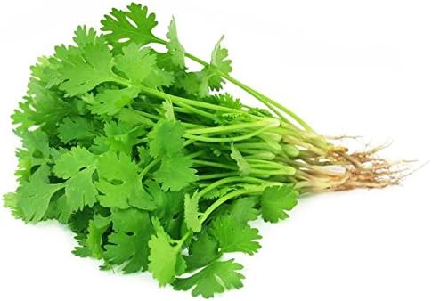 Dirt Goddess Super Seeds Bulk Organic Cilantro (Coriander) Seed NON GMO