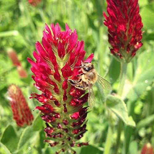 Crimson Clover Seeds for Planting, 1500+ Seeds/Packet, Thick Foliage, Ground Cover & Soil Enhancing-Low Maintenance Flowering Plant, Attracts Pollinators, (Isla's Garden Seeds), Trifolium incarnatum