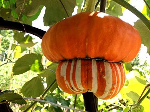 Seeds Ornamental Pumpkin Turk's Turban 10+ Seeds for Growing Decorative and Edible Non-GMO Annual Plant