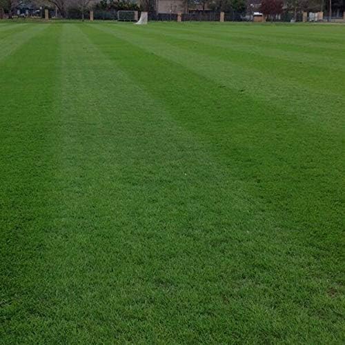 Annual RyeGrass Seed by Eretz - Willamette Valley, Oregon Grown. No fillers, No Weed or Other Crop Seeds (10lb)