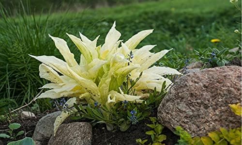 GardeningProducts4Less 2pk White Feather Hosta Bare Roots - Perennial Cream & Green Foliage, Low-Maintenance Plant