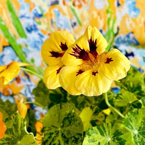 Nasturtium Seeds for Planting, 100+pcs Climbing Nasturtium Flower Seeds, Non-GMO Heirloom Rare Beauty Home Garden Blooms Flowers Plants for Outdoors Indoors