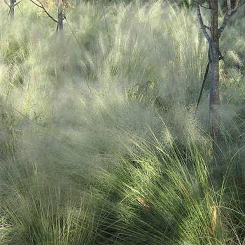 Outsidepride Agrostis Nebulosus Cloud Grass Seeds - 10000 Pcs Annual Versatile & Adaptable Ornamental Grass with Airy White Seed-Heads for Low Maintenance Xeriscaping & Borders