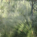 Outsidepride Agrostis Nebulosus Cloud Grass Seeds - 5000 Pcs Annual Versatile & Adaptable Ornamental Grass with Airy White Seed-Heads for Low Maintenance Xeriscaping & Borders