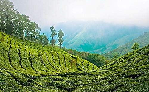 Tea Plant Black & Green Drinking Tea Camellia Sinensis Tree Shrub Flower rasa1ca (5 Seeds)