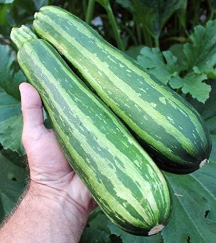 RAISE ME UP: Seeds Cocozelle Zucchini Courgette Non GMO Heirloom