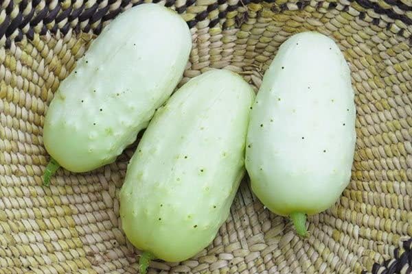 40+ Seeds Cucumber Angel - Vegetable White