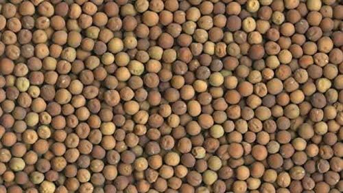 Brown Speckled Pea Sprouting Seed, Non GMO - 4 oz - Country Creek Brand - Brown Peas Sprouts, Garden Planting, Cooking, Soup, Emergency Food Storage, Vegetable Gardening, Juicing, Cover Crop