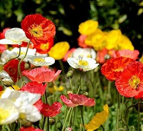 NIKA SEEDS - Seeds Flowers Oriental Poppy Mix Annual - 1000 Seeds