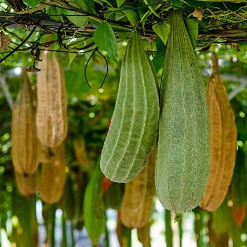 SeedsUP - 10+ Seeds Dishrag Gourd (Smooth Luffa, Sponge, Rag) Long - Vegetable Green