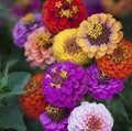 Zinnia Button Box Mix Flower Seeds (Dwarf), 100 Heirloom Flower Seeds Per Packet, Non GMO Seeds, Botanical Name: Zinnia elegans