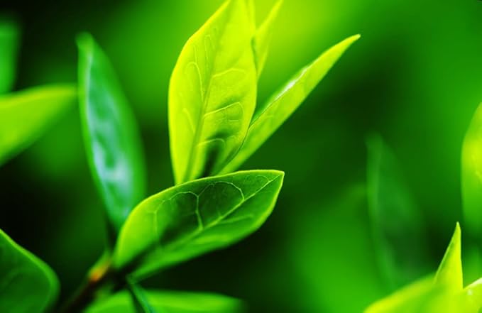 Tea Plant Seeds for Planting - 6 Seeds of Camellia Sinensis Herb Seeds - Made in USA, Ships from Iowa. Tea Tree