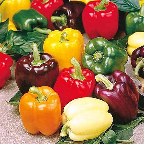 CEMEHA SEEDS - Seeds Sweet Bell Pepper Rainbow Mix Non GMO Vegetable for Planting