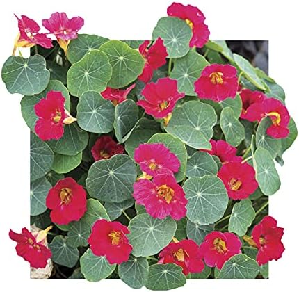 Park Seed Nasturtium Flower Plant Seeds, Easy to Grow, Perfect for Spring Garden, Baby Rose, Pack of 25