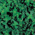 Park Seed Greek Oregano Seeds, Pack of 100 Seeds