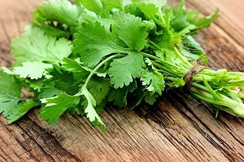 NIKA SEEDS - Seeds Herb Coriander Heirloom - 500 Seeds