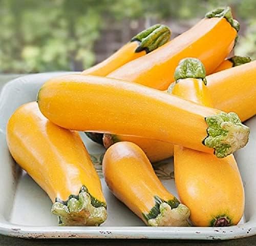 RAISE ME UP: Seeds Easy Pick Gold II Zucchini Courgette Non GMO Heirloom