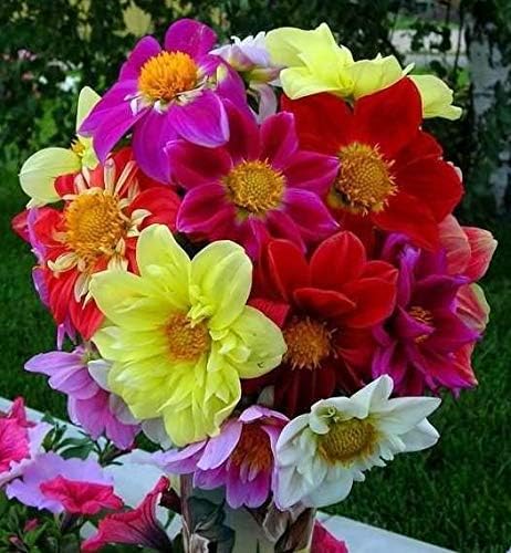 Seeds Flowers Dahlia Funny Guys Mix - 70 Seeds