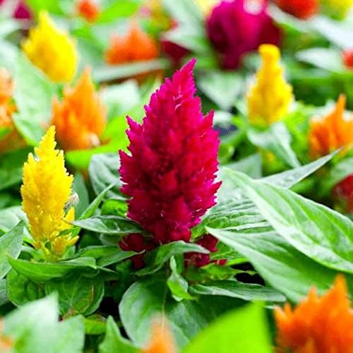 Celosia Plumosa Mix Plumed Cockscomb Celosia Argentea 200+ Seeds Garden Flower Seeds Multicolor