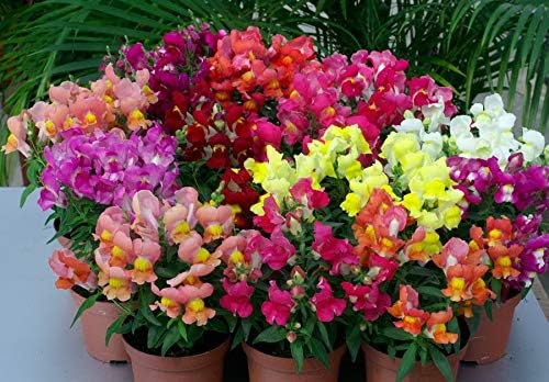 KIRA SEEDS - Seeds Dwarf Low Snapdragon Mix - Annual Flowers for Planting - GMO Free
