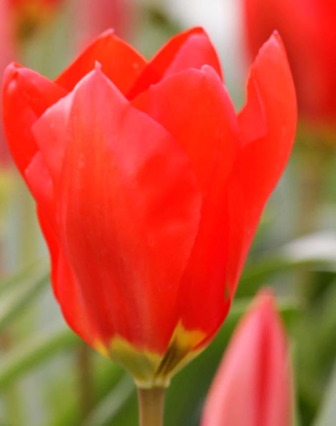 Mix Triumph Tulips 10 Bulbs for Fall Planting Colorful Flower Tulipa Darwin Hybrid Changing Colors Mixture Size 12+ 4 Varieties to Choose (Red Emperor, 10, Mix Color)
