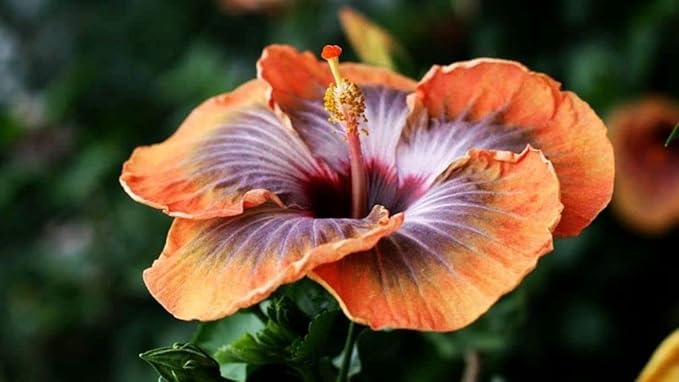 Flower Seeds 100 + Seeds Double Color Hibiscus Seeds Hardy Flower Easy Grow Seed