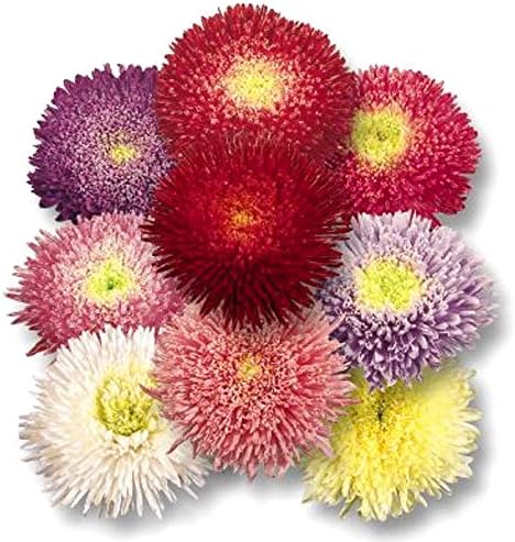 NIKA SEEDS - Seeds Flowers Aster Princess Mix Annual - 100 Seeds