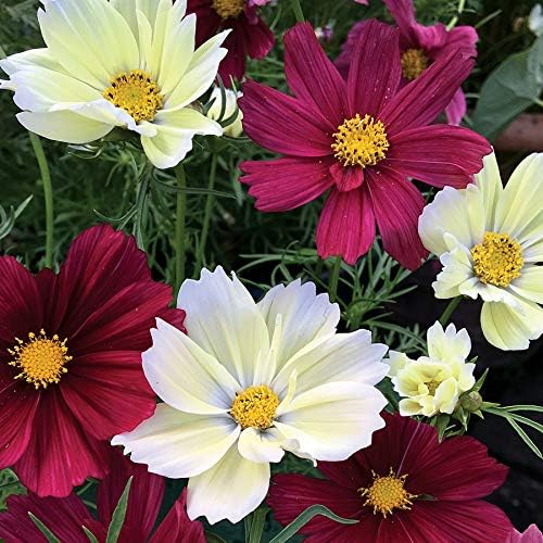 Park Seed Cosmo Flower Plant Seeds, Easy to Grow, Perfect for Spring Garden, Cherry Pie Blend, Pack of 50