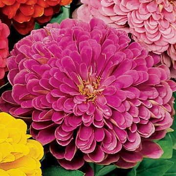 Park Seed Zinnia Seeds, Planting Flowers, Easy to Grow, Non-GMO, Perfect for Spring Garden, Park's Picks Lilac, Pack of 50