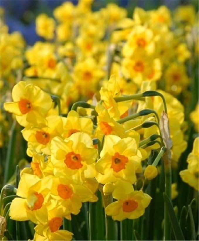 Narcissus Golden Dawn (10 Bulbs) Late-Flowering, Multi-Flowering,Award-Winner
