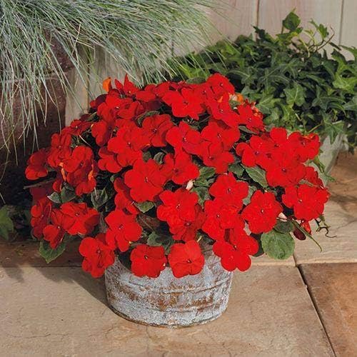 Park Seed Impatiens Flowering Plant Seeds, Shady Lady II Cherry Red Hybrid, Pack of 30 Seeds