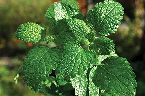 Peppermint Seeds 50 Count, COOL BEANS N SPROUTS Brand. Herb Seeds. Home Gardening.