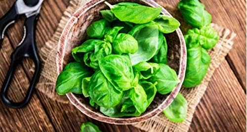 RAISE ME UP: Seeds Sweet Basil Indoor Green Herbs Non GMO Heirloom