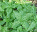 Basil Sweet Genovese Great Garden Herb by Seed Kingdom 1,200 Seeds
