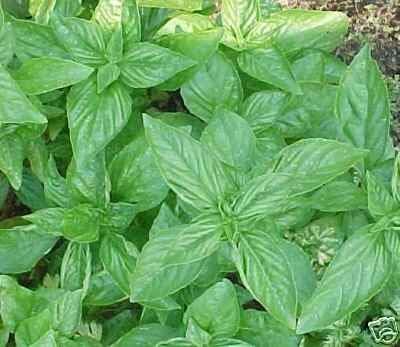 Basil Sweet Genovese Great Garden Herb by Seed Kingdom 1,200 Seeds
