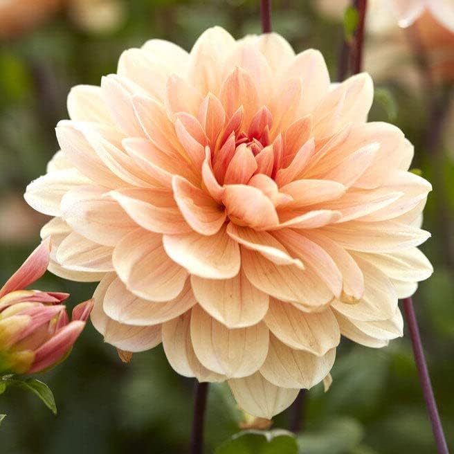 Eden Brothers Dahlia Bulbs - Apricot Desire, Non-GMO Bulbs for Planting, 2 Bulbs | Low-Maintenance Flower Bulbs, Plant During Spring, Zones 8, 9, 10, 11