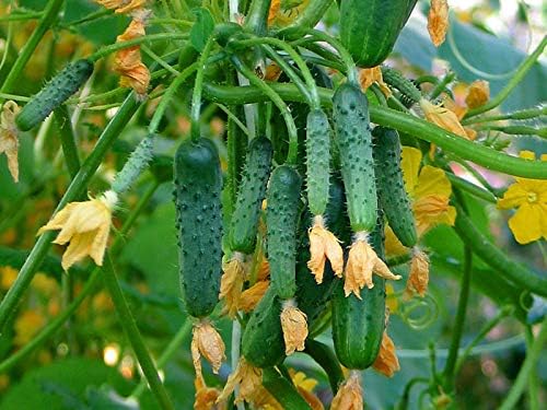 Seeds Vegetable Cucumber Vine Grape F1 Green - 20 Seeds