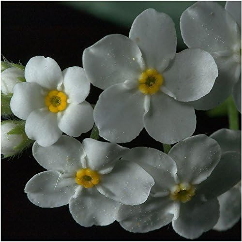 Seed Needs Forget Me Not Seeds for Planting White Myosotis Flowers - Heirloom & Open Pollinated Wildflowers to Plant an Outdoor Butterfly Garden to Attract Pollinators (1 Pack)