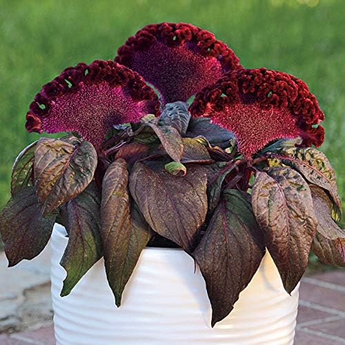 Park Seed Celosia Flower Plant Seeds, Easy to Grow, Perfect for Spring Garden, Crested Dracula, Pack of 10