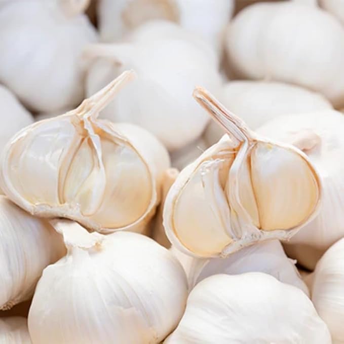 1 Pound Music Hardneck Garlic Bulbs for Planting, Fresh High-Yield Hardy Garlic for Garden or Container Growing