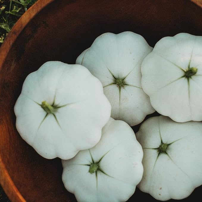 Early White Bush Scallop Squash (White Patty Pan Squash) - 25 Seeds - Bush Squash Variety, Non-GMO Heirloom Summer Squash Seeds for Planting in The Home Garden, Thresh Seed Company