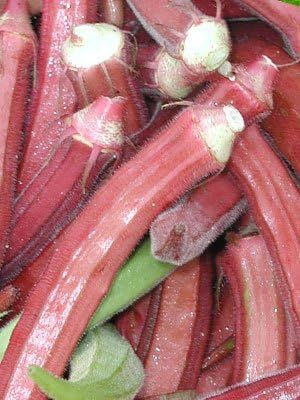 Okra RED Burgundy Great Heirloom Vegetable by Seed Kingdom Bulk 1 Lb Seeds