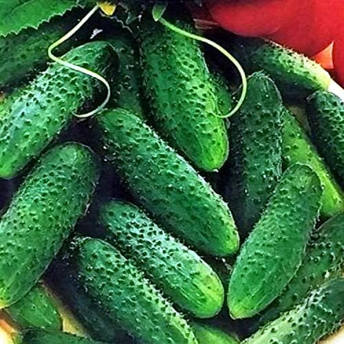 CEMEHA SEEDS - Seeds Cucumber Parisian Gherkin Open-Pollinated Pickling Non GMO Vegetable for Planting