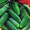 CEMEHA SEEDS - Seeds Cucumber Parisian Gherkin Open-Pollinated Pickling Non GMO Vegetable for Planting