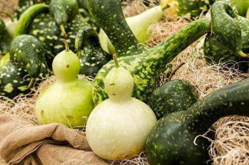 Seeds Calabash Bottle Gourd Mix Lagenaria Heirloom Vegetable for Planting Non GMO